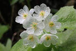 Flower (Flower scientific name) for planting in garden