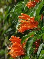 Creeper Flower Planting Seeds for Garden NON GMO Seeds Dhara Seeds