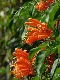 Creeper Flower Planting Seeds for Garden NON GMO Seeds Dhara Seeds