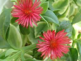 Heirloom Aptenia Cordifolia Flower Seeds for Planting – Non-GMO, Ground Cover Flower Seeds