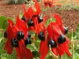 Sturt's Desert Pea Plant Seeds for Planting - NON GMO Seeds Dhara Seeds