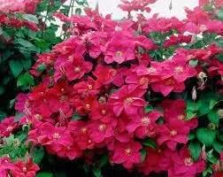 Deep Pink Clematis Flower Seeds for Planting - NON GMO Seeds Dhara Seeds