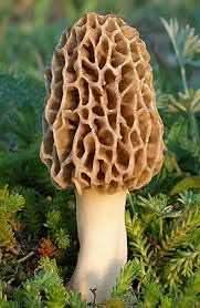 Morel Mushroom Seeds for Planting, Light Brown
