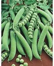 Snap Pea Vegetable Seeds for Planting