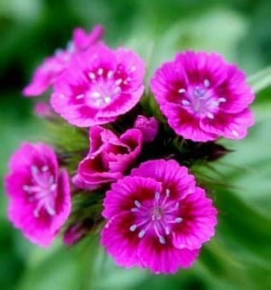 Heirloom Non-GMO Pink William Flower Seeds for Planting – Fragrant Biennial Blooms for Cottage Gardens for planting in your garden.