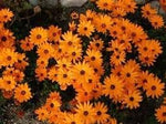 Organic Cape Marigold Flower Seeds for Planting – Heirloom, Non-GMO Garden Seeds for planting in your garden.