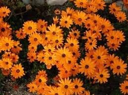 Organic Cape Marigold Flower Seeds for Planting – Heirloom, Non-GMO Garden Seeds for planting in your garden.