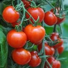Bucks County Tomato Vegetable Seeds – Large Juicy Tomatoes