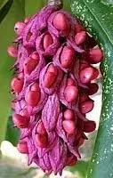 Magnolia Flower Seeds for Garden Planting - NON GMO Seeds Dhara Seeds