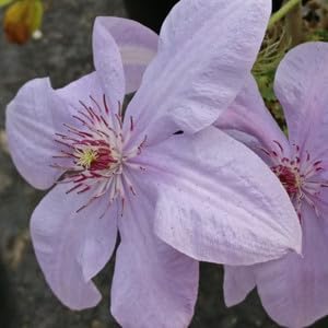Heirloom Non-GMO Clematis Montana Flower Seeds for Planting – Fragrant Climbing Garden Blooms seeds for planting in home garden
