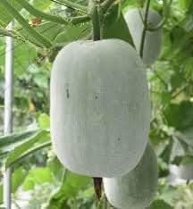 Gourd Melon Vegetable Seeds for Planting
