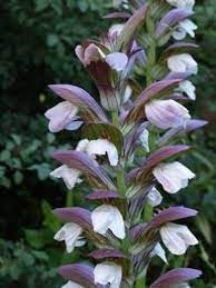 Acanthus Mollis Flower Seeds for Planting, Heirloom, Non-GMO, 100