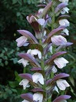 Acanthus Mollis Flower Seeds for Planting, Heirloom, Non-GMO, 100 for planting in home garden