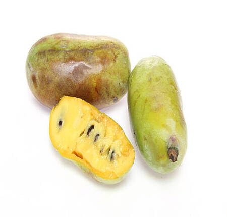 Yellow Paw Fruit - Heirloom, Non - Gmo Seeds