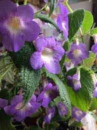 Achimenes Limoncello Flower Seeds for Planting – Heirloom, Non-GMO, Organic Garden Blooms