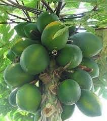 Melonenbaum Fruit Seeds - A Tree That Produces Refreshing Melons