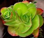 Green Echeveria Palida Plant Seeds for Planting - NON GMO Seeds Dhara Seeds