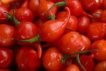 Mata Frade Pepper Capsicum annuum seeds for planting
