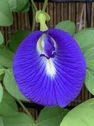 Fresh Clitoria Flower Seeds for Planting - 100 seeds for planting in home garden
