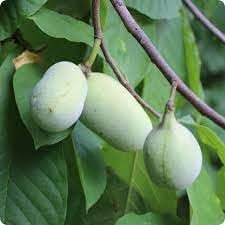 Paw Fruit Seed Pack for Growing Exotic, Tropical Fruits