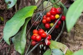 Tiliacora Fruit Seeds for Planting  Seeds