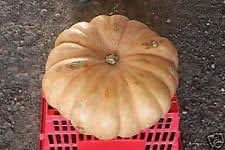 Brown Pumpkin Vegetable Seeds for Planting heirloom & Non-GMO Seeds
