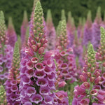 Candy Mountain Foxglove Seeds Tall Pink and White Digitalis Variety High Germination Garden Seeds heirloom non-gmo seeds