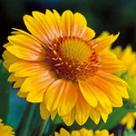 Arizona Apricot Gaillardia Seeds Soft Apricot-Tone Blanket Flower High Germination Garden Seeds heirloom non-gmo seeds