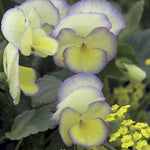 Etain Violet Seeds Fragrant Yellow-Edged Lavender Violet High Germination Garden Seeds heirloom non-gmo seeds