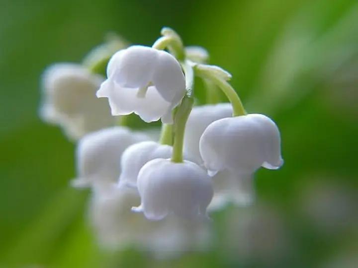 White Windbell Orchid Seeds for Planting - NON GMO Seeds Dhara Seeds