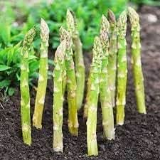 Wild Asparagus Seeds for Planting heirloom & Non-GMO Seeds