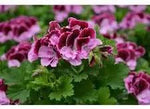 Vibrant Purple & Pink Geranium Flower Seeds for Planting - Heirloom & Non-GMO Quality Dhara Seeds