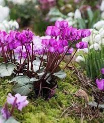 Cyclamen Flower