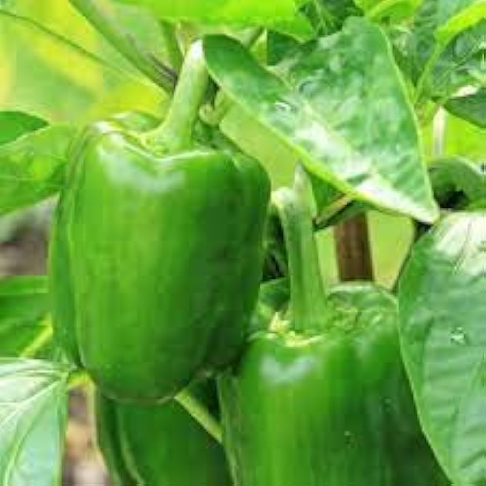 Pepper Vegetables Seeds for Colorful and Spicy Home Gardens