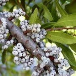 Wax myrtle southern fruit seeds