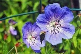 Cranesbill Flower Seeds for Planting - NON GMO Seeds Dhara Seeds
