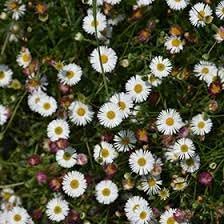 perennial-heirloom-non-gmo-erigeron-karvinskianus-seeds

