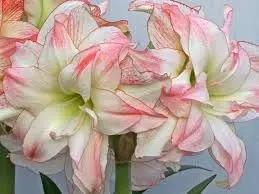Amaryllis Barbados Flower Seeds – Non-GMO, Heirloom Blooms for Tropical Garden Planting Dhara Seeds