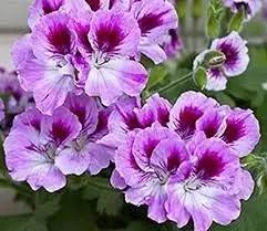 Heirloom Non-GMO Violet Red Geranium Flower Seeds – Vibrant Blooms for Planting for planting in home garden