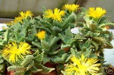 Yellow Faucaria Tigrina Plant Seeds for Planting - 100