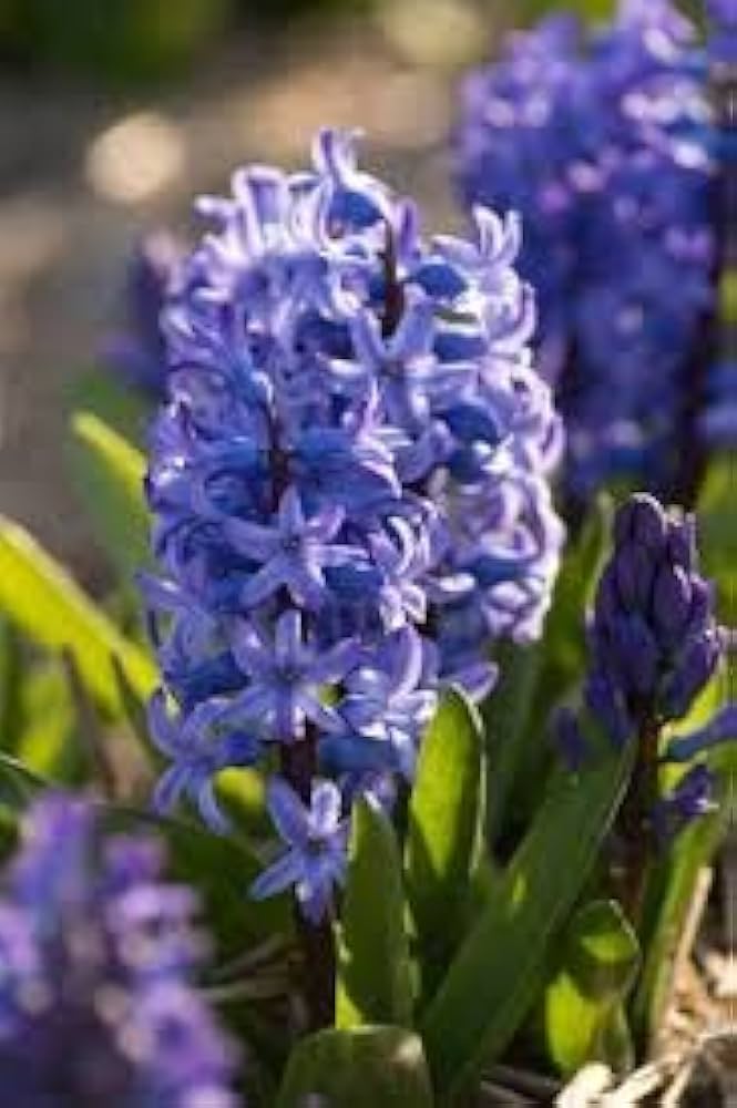 Hyacinthus Blue Flower Seeds for Planting – Organic, Heirloom, Non-GMO Seeds