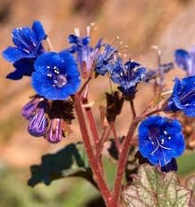 Organic Heirloom Non-GMO Blue California Bluebells Flower Seeds for Planting – Wild Blooms