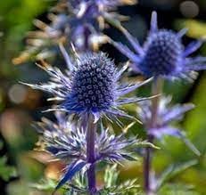 Organic Eryngium Planum Flower Seeds for Planting – Heirloom, Non-GMO