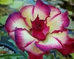 Cream Pink Adenium Flower Seeds for Planting – NON GMO Seeds Dhara Seeds