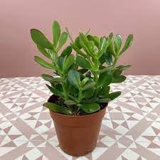 Crassula Plant Seeds for Planting, 100