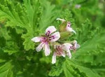 Graveolens Flower Planting Seeds for Garden NON GMO Seeds for planting in home garden