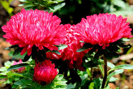 Plum Red China Aster Callistephus Chinensis Flower Seeds