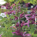 Rosie Posie Agastache Seeds Compact Rose-Pink Hummingbird Mint High Germination Garden Seeds heirloom non-gmo seeds