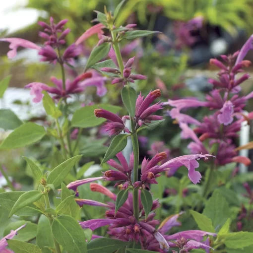 Rosie Posie Agastache Seeds Compact Rose-Pink Hummingbird Mint High Germination Garden Seeds heirloom non-gmo seeds