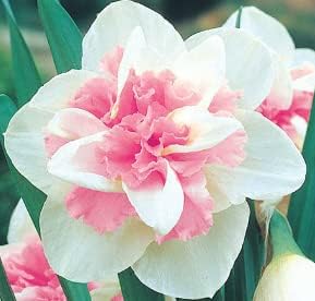 Baby Pink Narcissus Seeds for Planting – Heirloom, Non-GMO Organic Flower Seeds for planting in your garden.